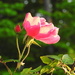 Pink rose. sunshine and bokeh by homeschoolmom