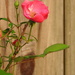 PINK Rose by homeschoolmom