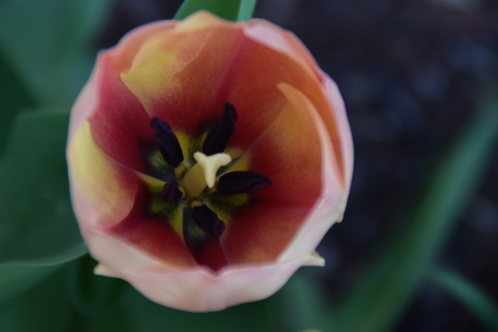 Multi colored tulip by bruni