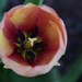 Multi colored tulip by bruni