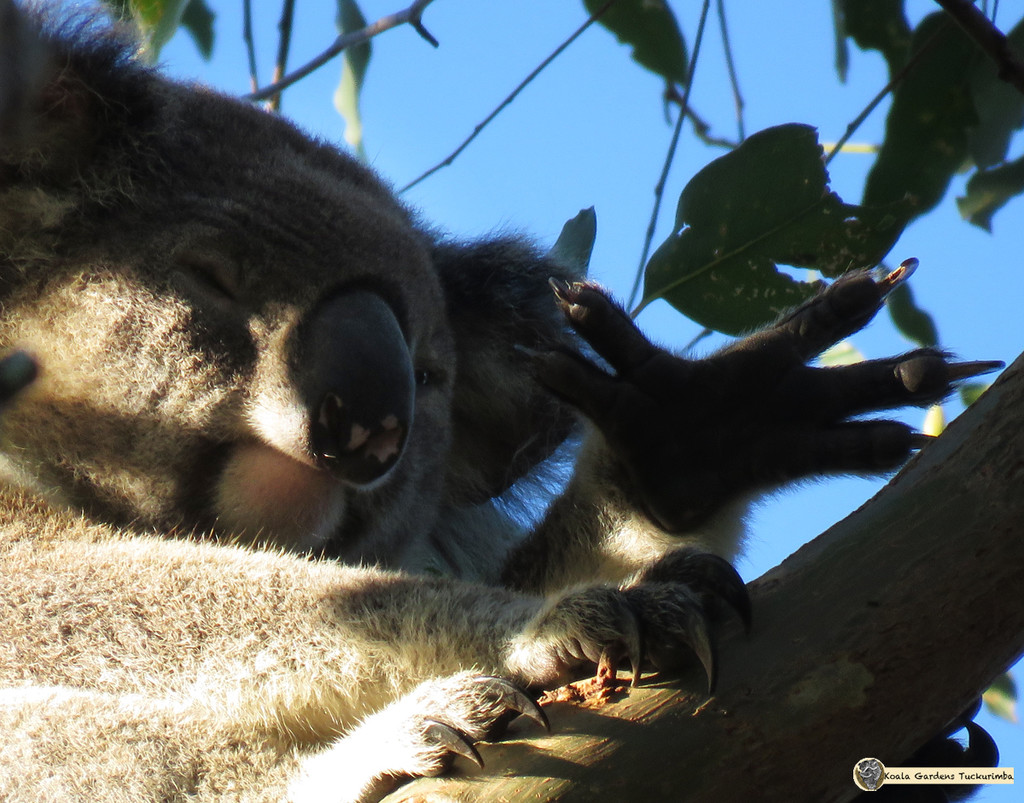 high five by koalagardens