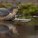 Bathing Sparrowhawk by leonbuys83