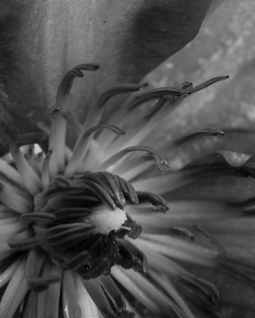 Clematis in BW by daisymiller