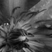 Clematis in BW by daisymiller