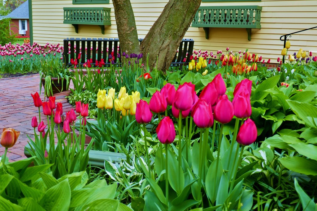 tulip garden by lynnz