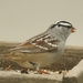 white crowned sparrow by amyk