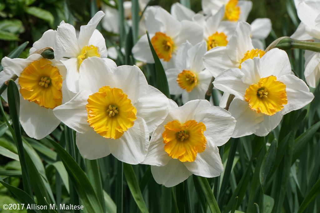 Narcissus by falcon11
