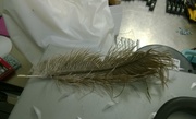 27th Apr 2017 - Found Feather 