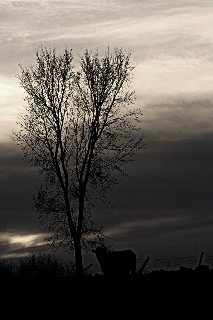 Cow in the Fading Evening Light by farmreporter