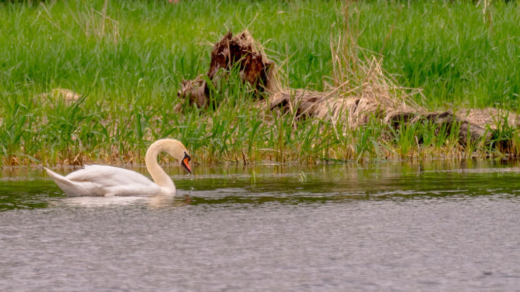 Swan  by rminer