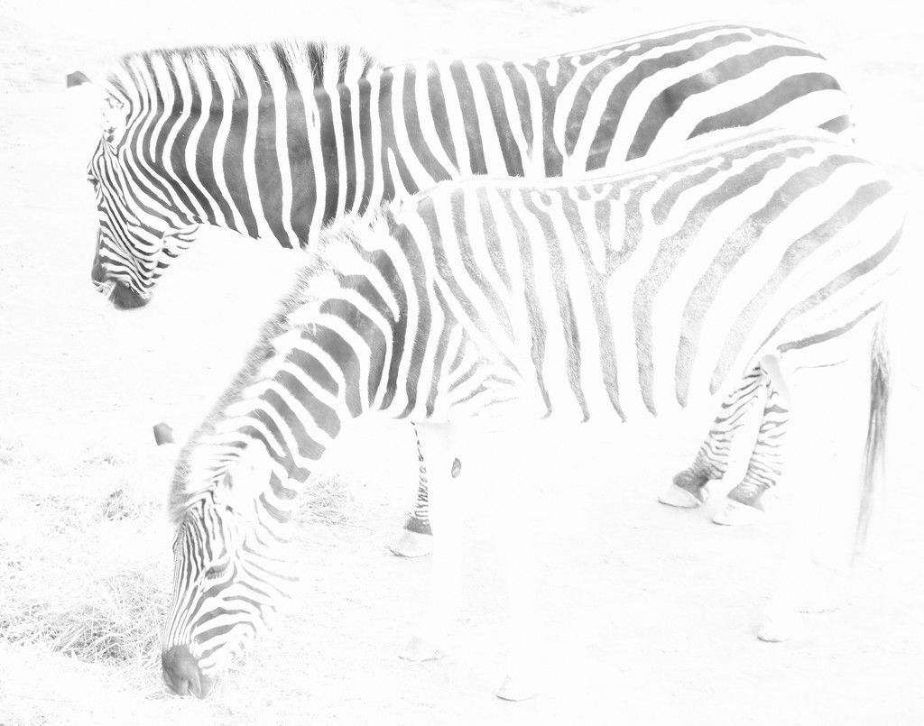 Zebras by nickspicsnz