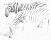 28th Apr 2017 - Zebras