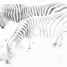 Zebras by nickspicsnz