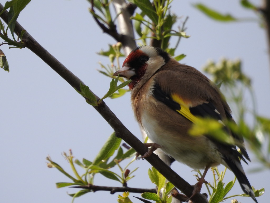Goldfinch by oldjosh