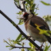 Goldfinch by oldjosh