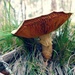 Mushroom gills by leggzy