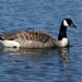 CANADA GOOSE  by markp