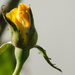 Yellow Rosebud by salza