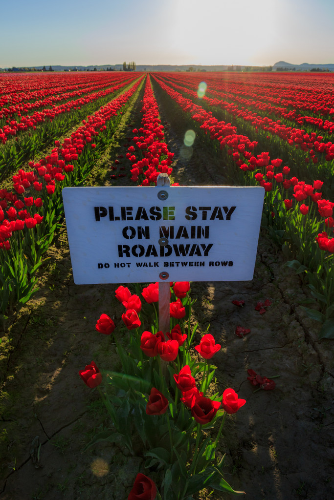 Don't tiptoe thru the tulips by clay88