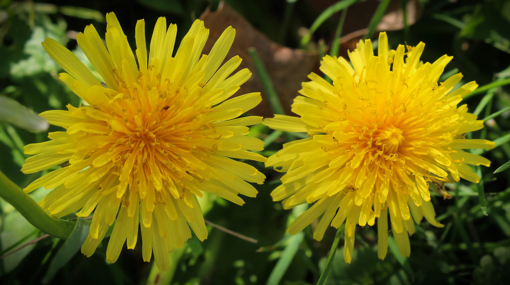 Happy little dandelions by mittens