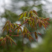Japanese Maple by berelaxed