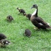 Duck and Ducklings near Ely Cathedral by g3xbm