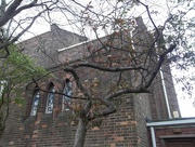 20th Apr 2017 - Church building and a tree.