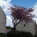 Blossom tree on School Street, Rishton. by grace55