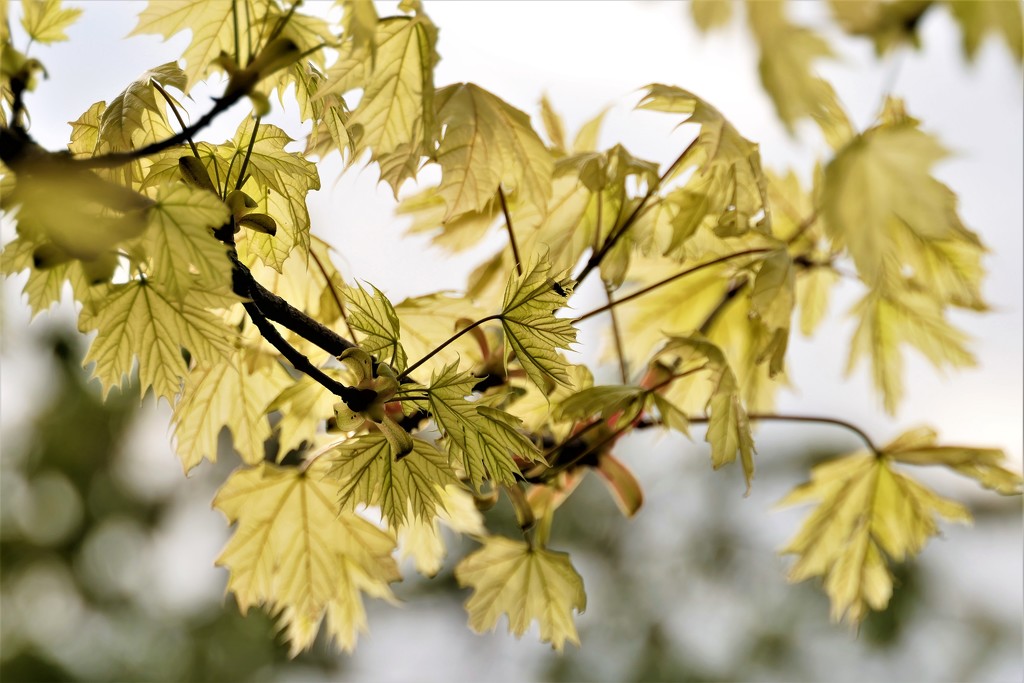 Young Maple by carole_sandford