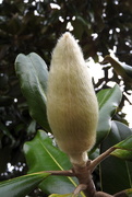 27th Apr 2017 - Fuzzy Magnolia