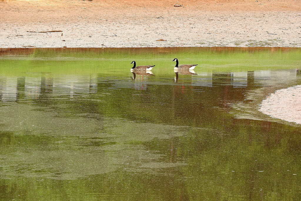 Goose Puddle! by homeschoolmom