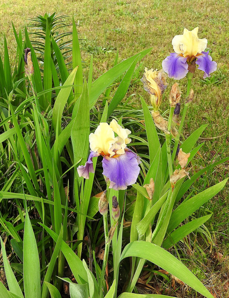 Lots of iris blooms by homeschoolmom