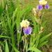 Lots of iris blooms by homeschoolmom