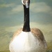 Canada Goose by helenhall