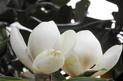 29th Apr 2017 - Twin magnolias