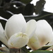 Twin magnolias by homeschoolmom