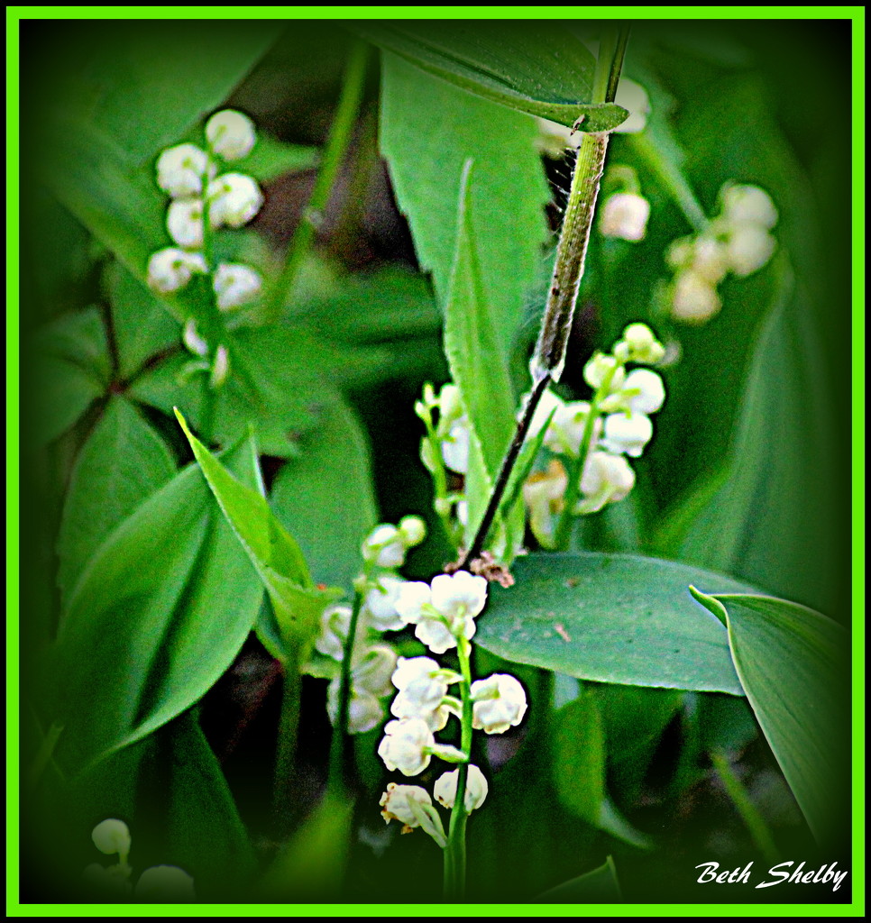 Lily of the Valley by vernabeth