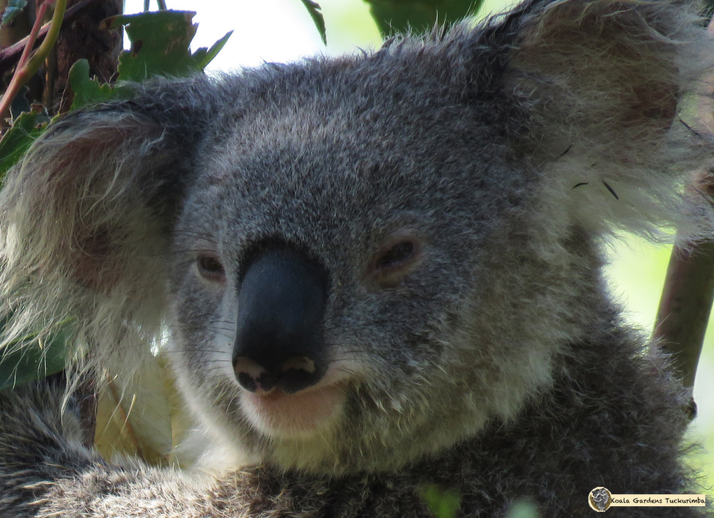 bad hair day by koalagardens