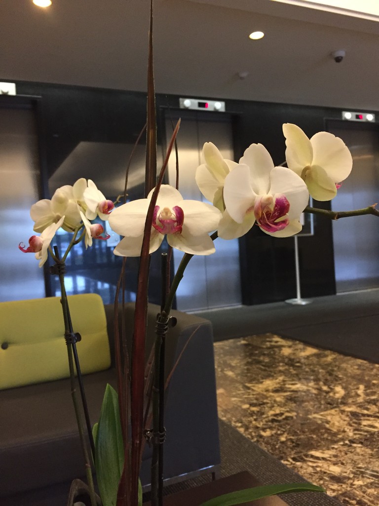 Orchid in the lobby by kchuk
