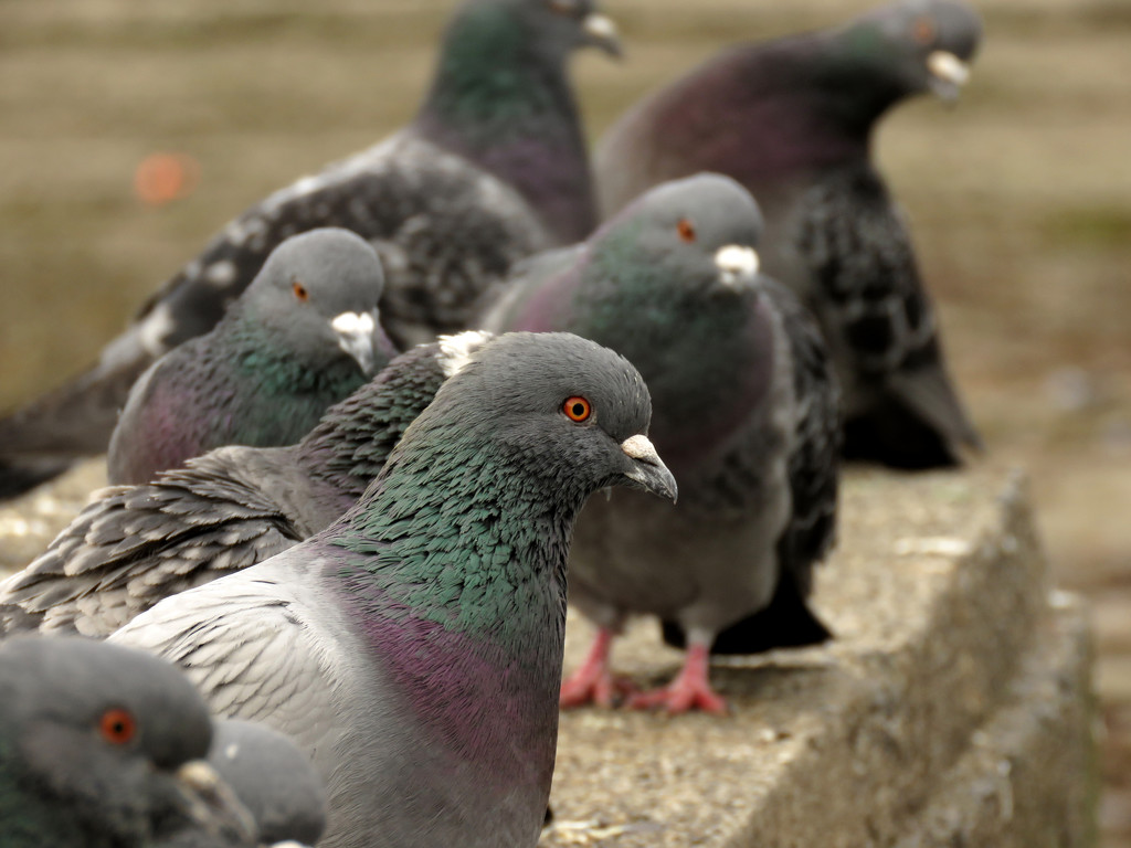 Posing pigeons by m2016