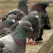 Posing pigeons by m2016