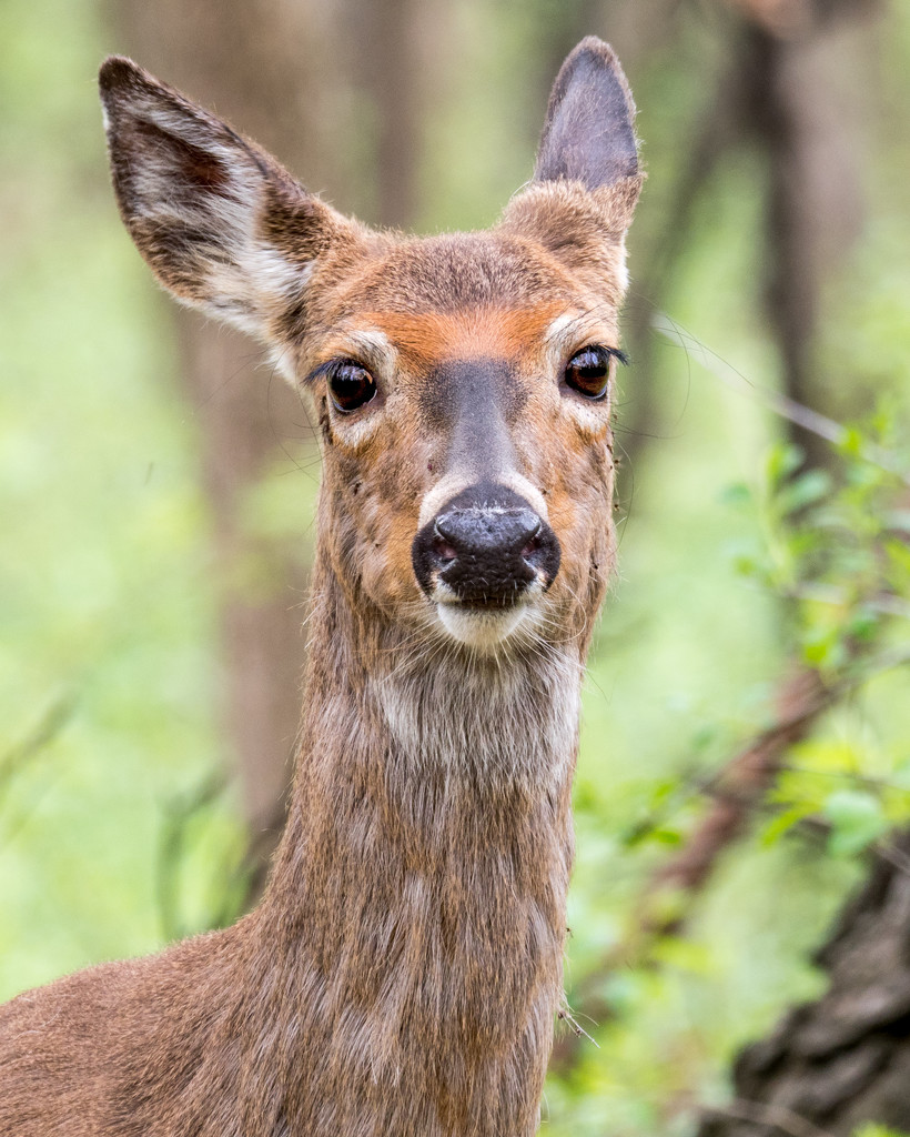 Deer Head Shot by rminer