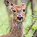 Deer Head Shot by rminer