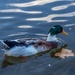 Duck by gosia