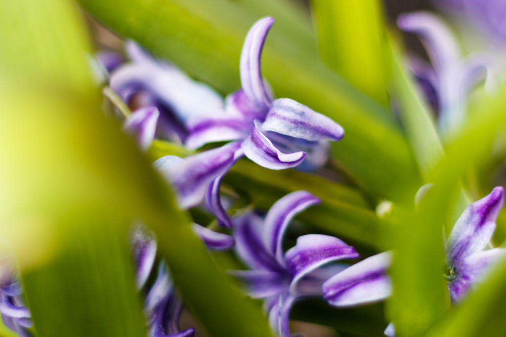 Purple Hyacinth by swchappell