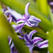 Purple Hyacinth by swchappell