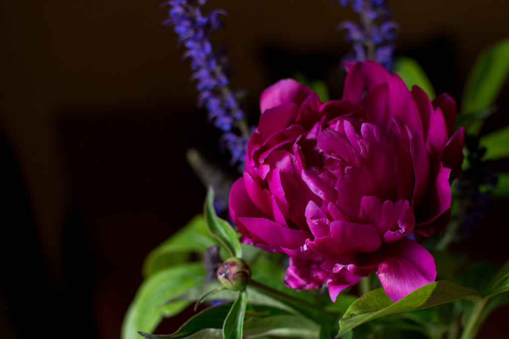 First Peony Bloom by ckwiseman