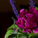 First Peony Bloom by ckwiseman