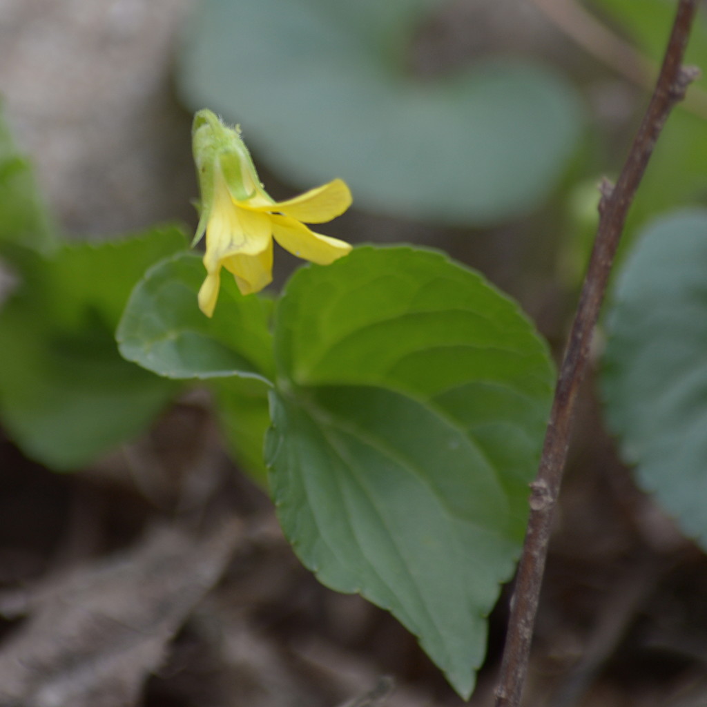 Yellow wood violet by francoise