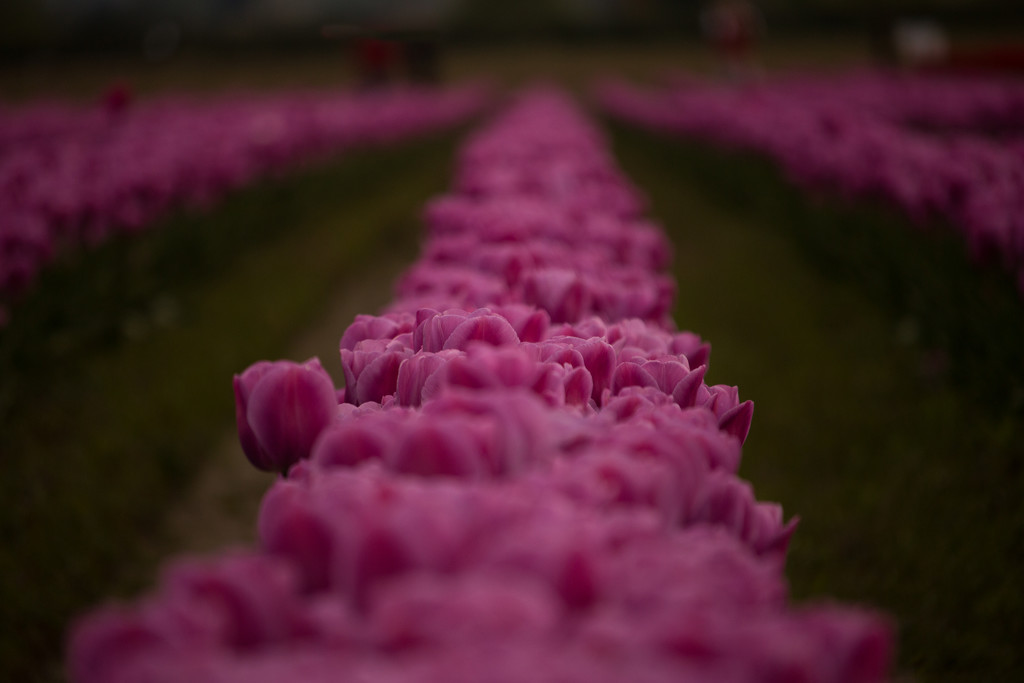 Pretty Pinks All in a Row by nanderson